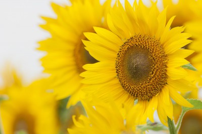 結婚式に添えたい花と花言葉 夏の花編 木の暮らし公式ブログ